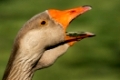 Europaeische Graugans (Anser anser), European gray goose, grey goose (Anser anser)