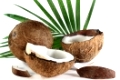 zwei Kokosnüsse vor weißem Hintergrund