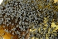 Nordbiene, Dunkle Biene, Schwarze Biene, Nigra, Landbiene, Heidebiene, Nordrasse, Braune Deutsche Biene, Apis mellifera mellifera