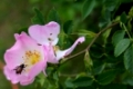 Ein Käfer sitzt in der wilden Rose.
