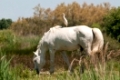 Camargue-Pferde im Sumpfgebiet des Rhone Delta, Südfrankreich