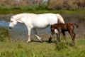 Camargue-Pferd Stute mit Fohlen im Sumpfgebiet