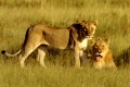 Abenteuer Serengeti