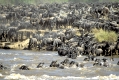 Abenteuer Serengeti