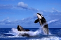 Orcas   /   (Orcinus orca)   /   Schwertwale  /   [animals, Saeugetiere, mammals, Wale, whales, aussen, outdoor, Himmel, sky, Wasser, water, schwarz-weiss, black & white, adult, Bewegung, motion, springen, jumping, Paar, pair, zwei, two, Querformat, horizontal, Lebensfreude, joy of life]