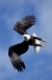 Bald Eagle, Haliaeetus leucocephalus, Weisskopfseeadler, flying, fliegend.Eagle feeding area, Homer, Alaska, USA.Original Photo: Fritz Poelking, Fritz Pölking