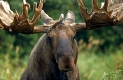 Elchbulle mit Bastgeweih/Elchschaufler
Moose-bull
Alces alces/ Authentic wild
Denali-NP/ USA/Alaska