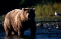 Alaska-Braunbaer
Alaska-Brown-Bear 
Ursus arctos/ Authentic wild
Brooks river/Katmai-NP
Alaska, USA