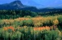 Espen im Herbst
Denali-NP, Alaska, USA