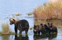 Alaska-Braunbaerin mit Jungen
Alaska-Brown-Bear -female- with cubs
Ursus arctos/ Authentic wild
Brooks river/Katmai-NP
Alaska, USA