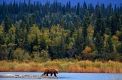 Alaska-Braunbaer
Alaska-Brown-Bear
Ursus arctos/ Authentic wild
Brooks river/Katmai-NP
Alaska, USA