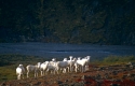 Dallschafe und Laemmer in der herbstlichen Tundra
Dall's Sheep and lambs in autumn tundra
Ovis dalli, Authentic wild /Eielson visiter center
Denali-NP
Alaska, USA
