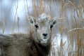 Dickhornschaf
Bighorn Sheep, Lamb
Ovis canadensis
Yellowstone, USA