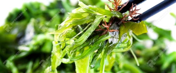 Fresh seaweed salad 