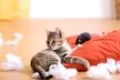 Katze Unart,  zerfetzt Kissen, cat bad habit, to frazzle a pillow