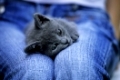 Kartaeuser, British Kurzharr, Kaetzchen, liegt auf dem Schoss, Carthusian cat, kitten, lies on lap