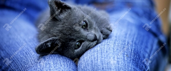 Kartaeuser, British Kurzharr, Kaetzchen, liegt auf dem Schoss, Carthusian cat, kitten, lies on lap