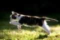 Katze, Kaetzchen rennend, auf Wiese, im Gegenlicht , Cat, kitten running on a meadow in the back-light