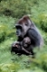 Western Gorillas, female with young   /   (Gorilla gorilla gorilla)   /   Westliche Flachlandgorillas, Weibchen mit Jungtier