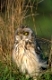 Sumpfohreule, Short eared Owl, Asio flammeus, europe, europa