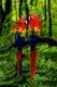 Scarlet Macaws   /   (Ara macao)   /   Hellrote Aras, Arakangas   /   [Tiere, animals, Vogel, Voegel, birds, Aras, macaws, Papageien, parrots, Regenwald, tropical rain forest, Suedamerika, south america, aussen, outside, Baum, tree, Ast, Zweig, branch, von hinten, from behind, bunt, multicolored, adult, Hochformat, vertical, Paar, pair, zwei, two]