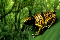 Yellow-banded Poison Arrow Frog   /   (Dendrobates leucomelas)   /   Pfeilgiftfrosch