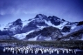 Kolonie der Koenigspinguine, king penguin, Gold Harbor, Insel Suedgeorgien, Antarktis