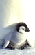 Emperor penguin, Kaiserpinguin,  Aptenodytes forsteri, 
Antarktis, Antarctica, Dawson-Lambton Glacier,
a nature document,
Original-Photo: Fritz Poelking, Fritz Pölking