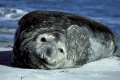 Southern elephant seal, Elefantenrobbe,
Mirounga leonina,
Falkland Islands, South America.
Photo: Fritz Poelking, Fritz Pölking
A nature document. 
