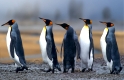 koenigspinguine
king penguin
insel suedgeorgien, antarktis