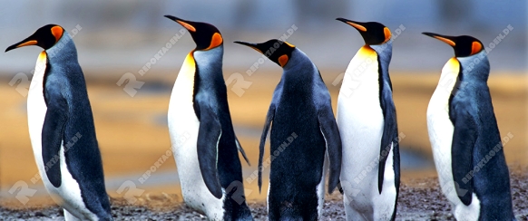koenigspinguineking penguininsel suedgeorgien, antarktis