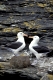 Black-browed albatross, Mollymauk,
Diomedea melanophris,
Falkland Islands, South America.
Photo: Fritz Poelking, Fritz Pölking
A nature document. 
