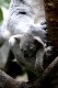 Junger Koala, Beutelbär / Phascolarctus cinereus / Original photo: Jürgen Kosten