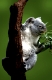 Koala  (Phascolarctos cinerea)