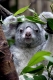 Koala, Beutelbär frisst Eukalyptusblätter / Phascolarctus cinereus / Original photo: Jürgen Kosten