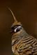 Rotschopftaube, Altvogel, Kopf, Brust-Ausschnitt, Trephina Gorge, Australien