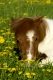 Shetland-Pony liegt in einer Löwenzahnwiese und frisst