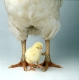 Domestic Fowl, chick between rooster's legs / Haushuhn, Kueken zwischen Beinen von Haushahn / Tiere, animals, Vogel, Huehnervoegel, gallinaceous birds, Haustier, Nutztier, farm animal, Jungtier, Jungvogel, young
