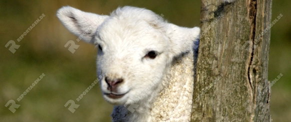 Lamb ( Domestic Cheap )Lamm  ( Hausschaf )Ovis ariesSchleswig-Holstein. Germany