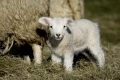 Lamb ( Domestic Cheap )
Lamm  ( Hausschaf )
Ovis aries
Schleswig-Holstein. Germany
