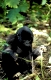 Berggorilla, Mountain Gorilla, Gorilla gorilla beringei