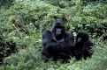 Gorilla, Mountain gorilla, Berggorilla,Gorilla gorilla beringei, Volcano national park, Rwanda, Ruanda,