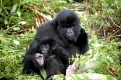 Berggorilla, Mountain gorilla, Gorilla gorilla berengei,
Ruanda, Afrika