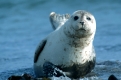 Seehund / Harbor Seal / Phoca vitulina
Alttier, liegt im Wasser
Nationalpark Wattenmeer, Nordsee,
Deutschland