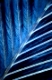 Microphoto of a feather
