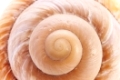 Close up of a Snail Shell