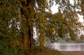 Ulme als typischwer Baum des Auwaldes am Elbeufer
