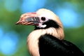 Tarictic Hornbill   /   (Penelopides panini)   /   Tariktik-Hornvogel