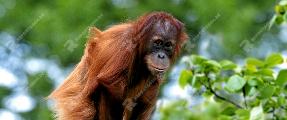 Young Sumatra Orang-utan  /   (Pongo pygmaeus abelii)   /   Sumatra-Orang-Utan, Jungtier