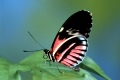 Passion Flower Butterfly  /   (Heliconius melpomene)   /   Passionsblumenfalter